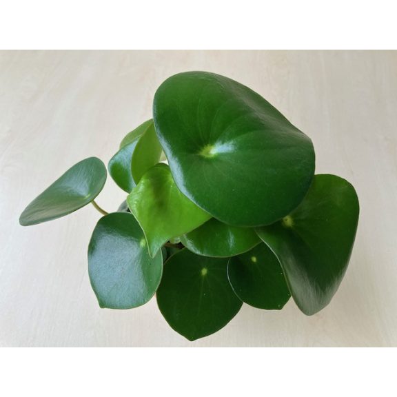 Peperomia polybotrya Raindrop