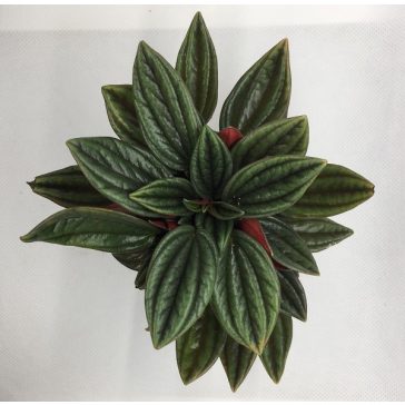 Peperomia caperata rosso