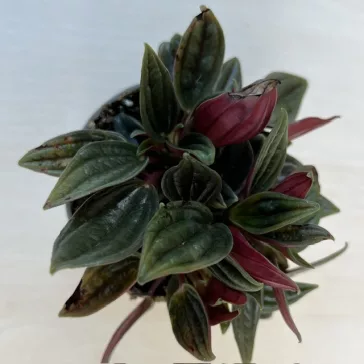 Peperomia caperata rosso