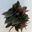 Peperomia caperata rosso