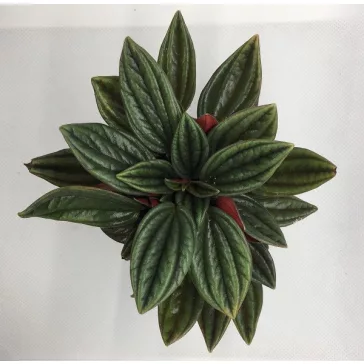Peperomia caperata rosso
