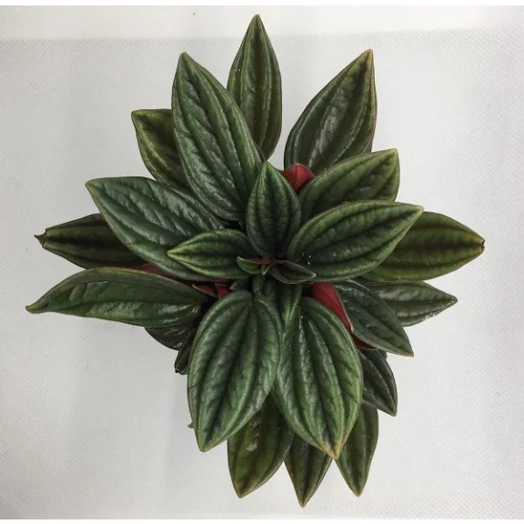 Peperomia caperata rosso