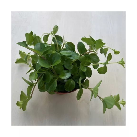 Peperomia rotundifolia Peperomia rotundifolia