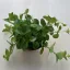 Peperomia rotundifolia