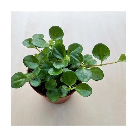 Peperomia rotundifolia Peperomia rotundifolia