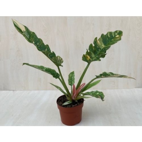 Philodendron 'Ring of Fire'