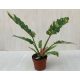 Philodendron 'Ring of Fire'