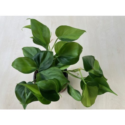 Philodendron scandens 'Brazil'