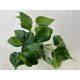Philodendron scandens 'Brazil'