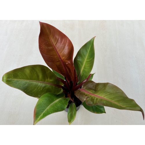 Philodendron 'Prince of Orange'