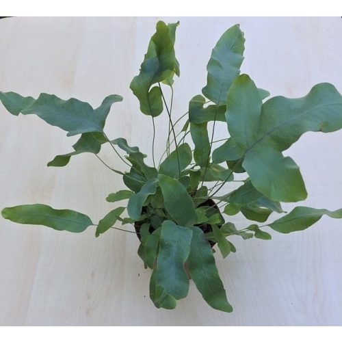 Phlebodium aureum