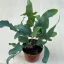 Phlebodium aureum M méret