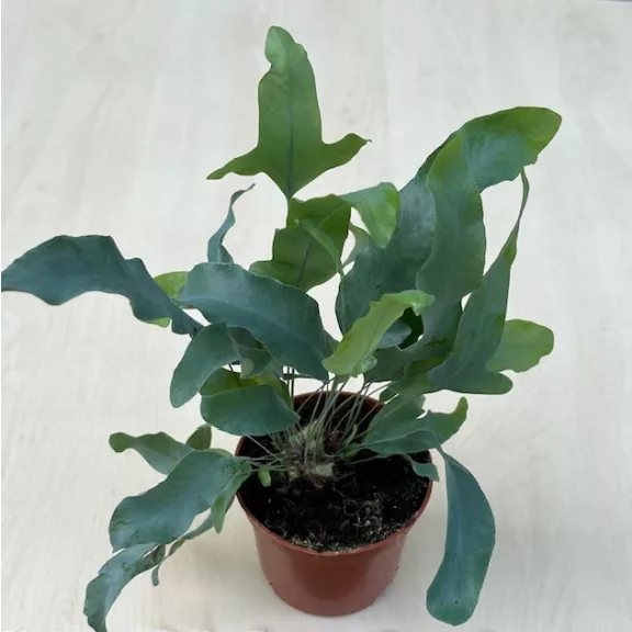 Phlebodium aureum M méret