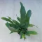 Phlebodium aureum - MINI