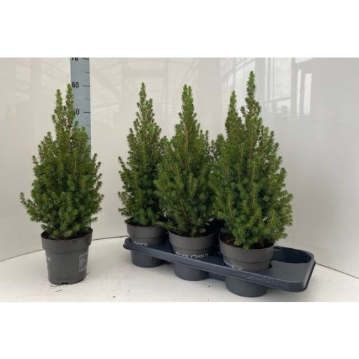 Törpe cukorsüvegfenyő - 45-50 cm