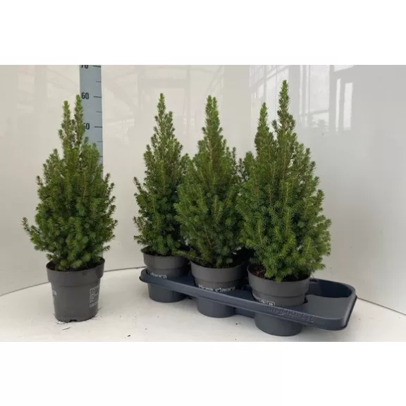 Törpe cukorsüvegfenyő - 45-50 cm