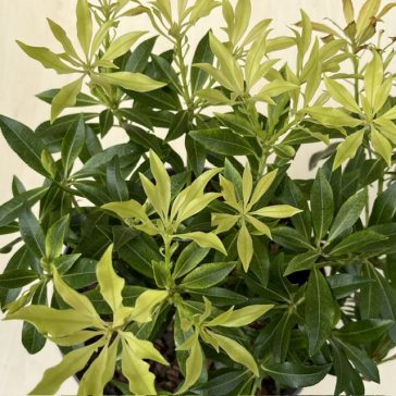 Pieris japonica 'Forest Flame' - babérhanga