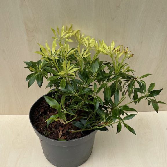 Pieris japonica 'Forest Flame' - babérhanga