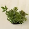 Pieris japonica 