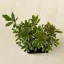 Pieris japonica 