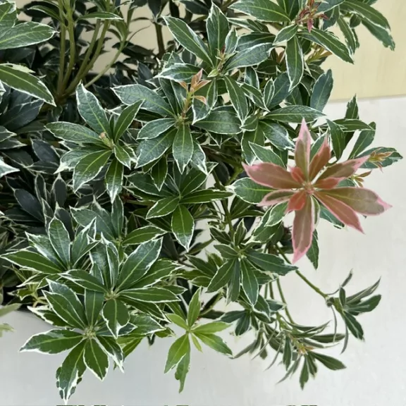 Pieris japonica 