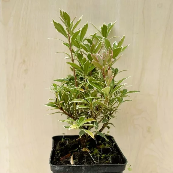 Pieris japonica 