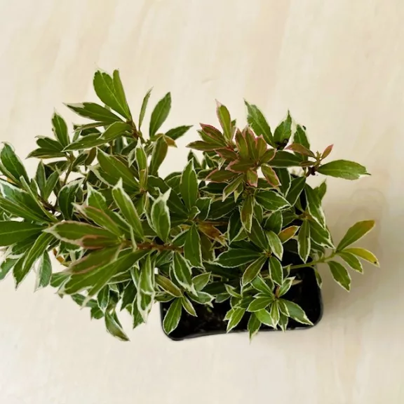 Pieris japonica 