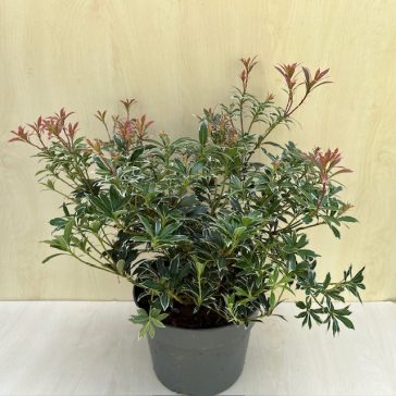Pieris japonica 'Little Heath' - babérhanga