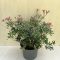 Pieris japonica 'Little Heath' - babérhanga