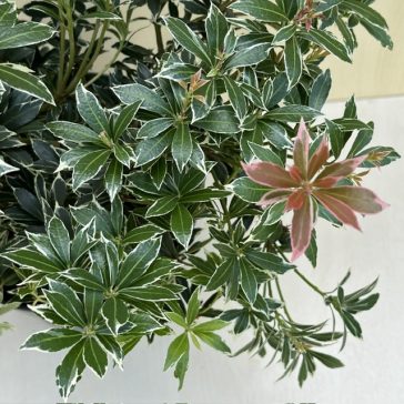 Pieris japonica 'Little Heath' - babérhanga