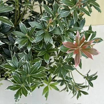 Pieris japonica 'Little Heath' - babérhanga
