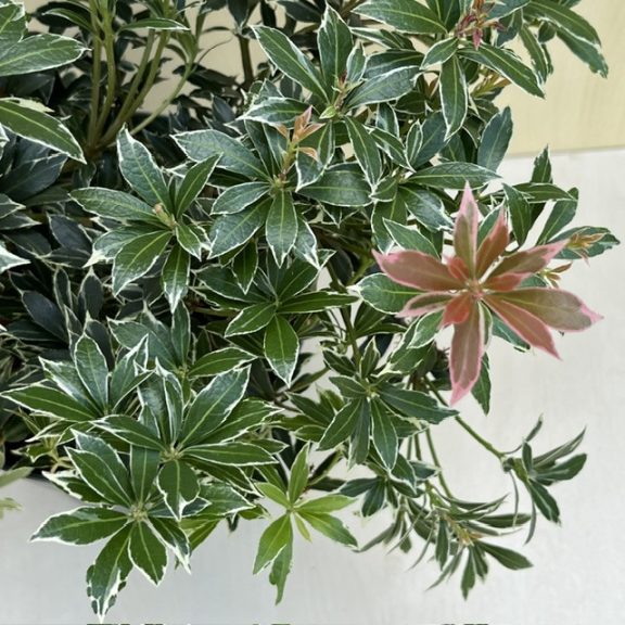 Pieris japonica 'Little Heath' - babérhanga