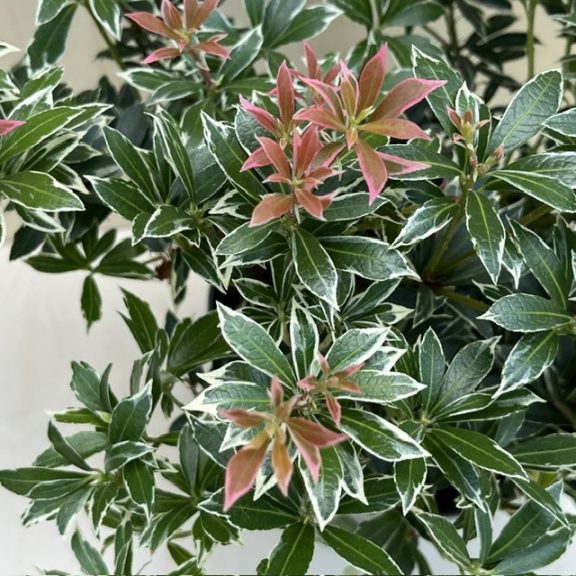 Pieris japonica 'Little Heath' - babérhanga