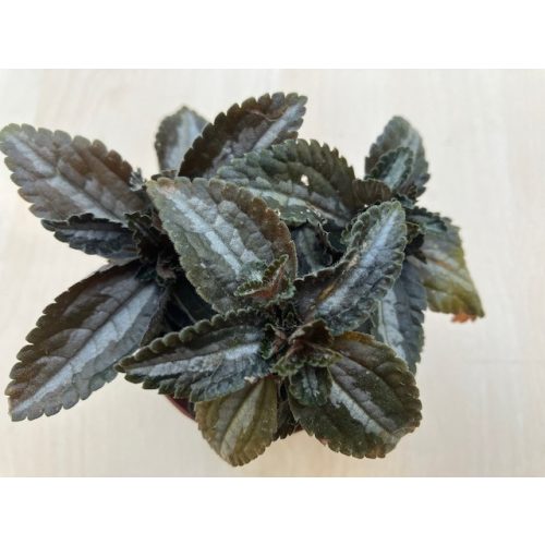 Pilea 'Norfolk' 8 cm-es cserépben