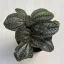 Pilea 'Norfolk' kisebb