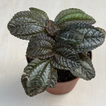 Pilea 'Norfolk' kisebb
