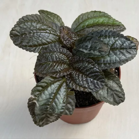 Pilea 'Norfolk' kisebb
