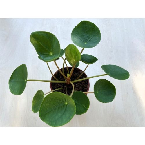 Pilea peperomioides - több töves