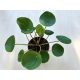 Pilea peperomioides - több töves