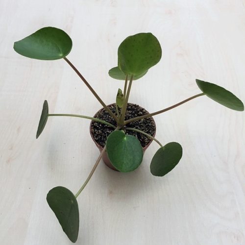 Pilea peperomioides