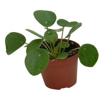 Pilea peperomioides