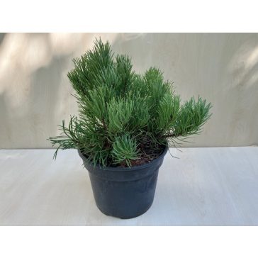 Havasi törpe fenyő - Pinus mugo 'Pumilio'