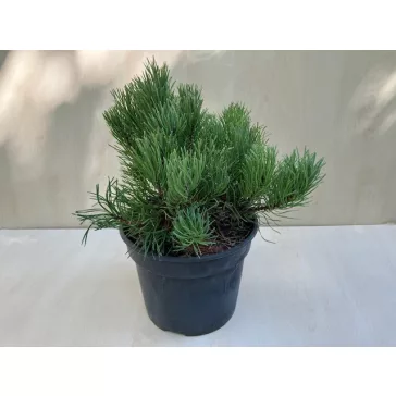 Havasi törpe fenyő - Pinus mugo 'Pumilio'