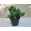 Havasi törpe fenyő - Pinus mugo 'Pumilio'