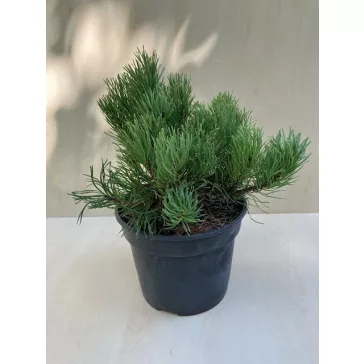 Havasi törpe fenyő - Pinus mugo 'Pumilio'