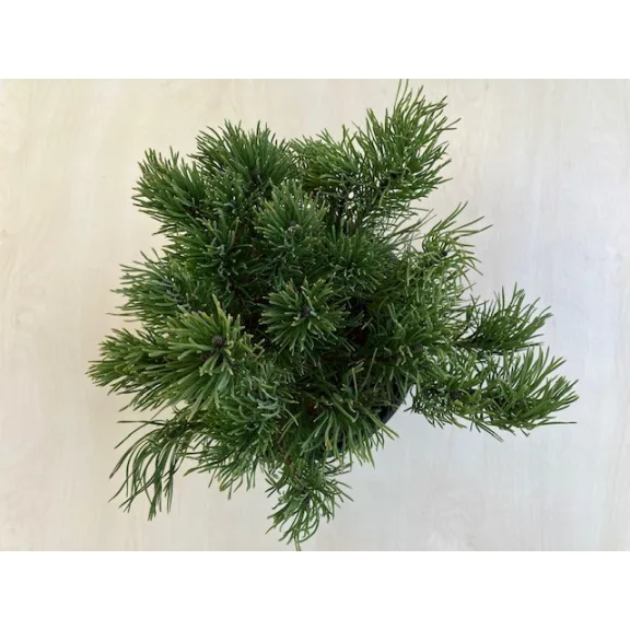 Havasi törpe fenyő - Pinus mugo 'Pumilio'