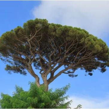 Pinus pinea 'Silver Crest' - Mandulafenyő
