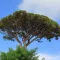 Pinus pinea 'Silver Crest' - Mandulafenyő