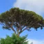 Pinus pinea 'Silver Crest' - Mandulafenyő