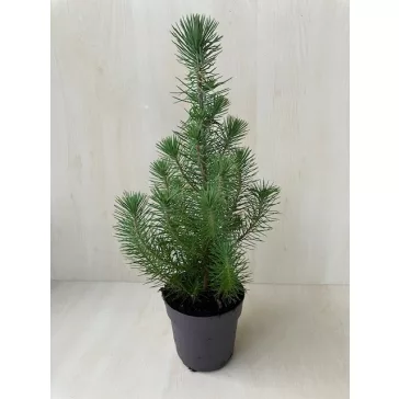 Pinus pinea 'Silver Crest' - Mandulafenyő